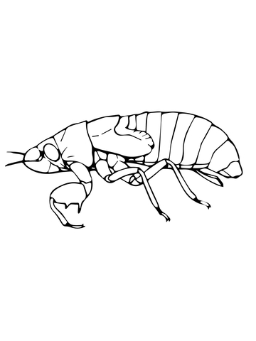 Cicada Nymph Coloring Page